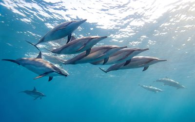 hawaii, los delfines, los flotantes de los delfines, el océano, el mundo submarino