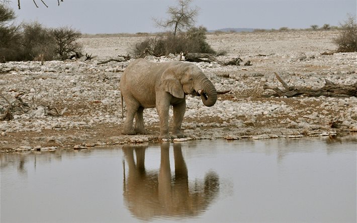 l'éléphant, le petit éléphant, afrique