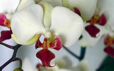vit orkidé, orkidéer