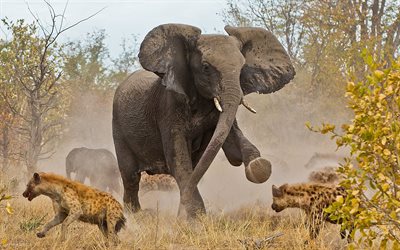 الفيل, معركة الفيل, الفيل المدافع