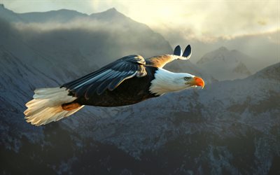 aves de rapina, águia, as águias, vôo, orly