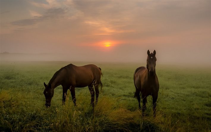 hästar, solnedgång, natur, natt, röd sol