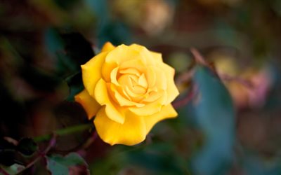 yellow rose, lonely rose, samotna rose
