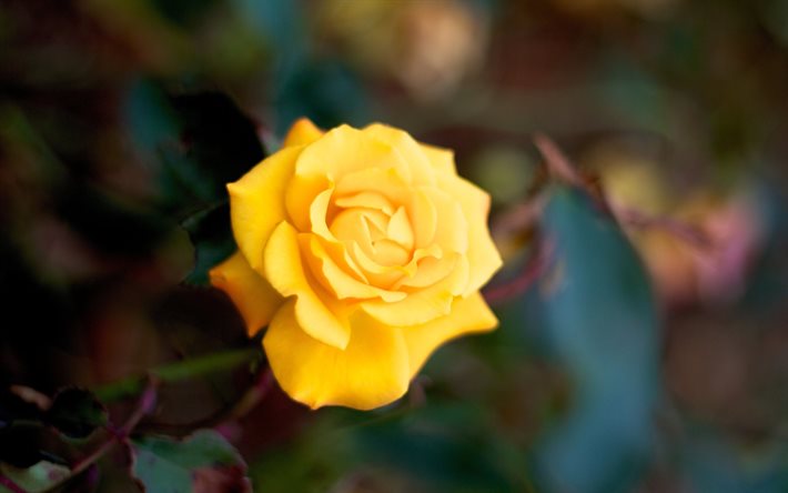 jaune, rose, solitaire rose, samotna rose