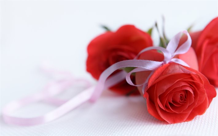 rose rosse, un bel bouquet di tre rose, bouquet, tre troyanosky