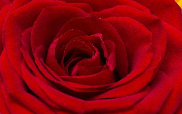 بورجوندي روز, palustri من الورود, بتلات الورد
