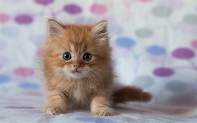 little cat, ginger kitten, fluffy kitten, puhaste cochineal, ore cochineal