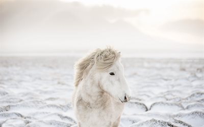 white pony, horse