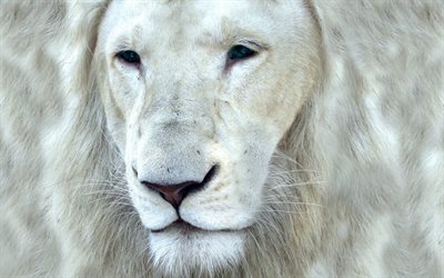 leão branco, o rosto do leão