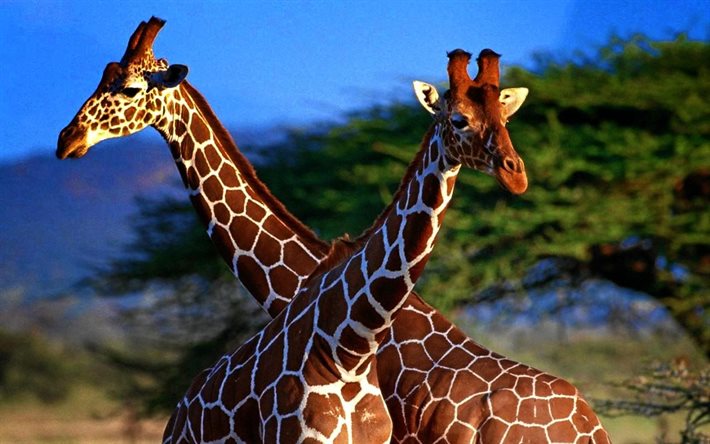 girafa, mortalha, par de girafas