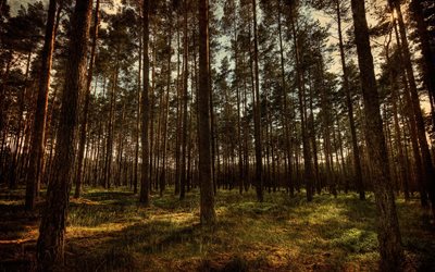 foresta di pini, foreste dell'ucraina, ucraina, pino, foto