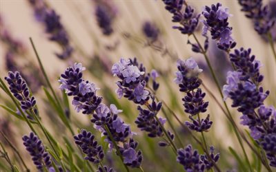 macro, photos of lavender, lavender, purple flowers