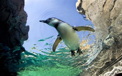 penguin, floating birds, underwater world