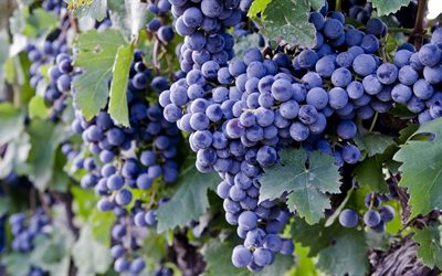 as vinhas, uvas, frutas