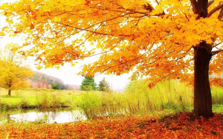 otoño, paisaje, hojas amarillas