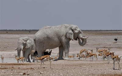 elefanten, antilopen, afrika, schmieren sich mit schlamm