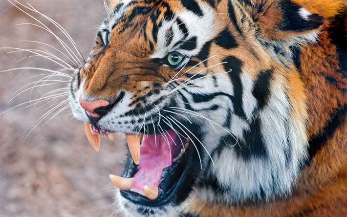 boca, tigre enojado, feroz tigre, depredador