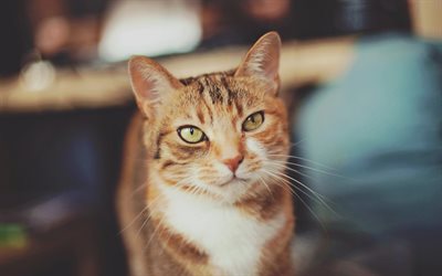 gato vermelho, olhos verdes, lindo gato