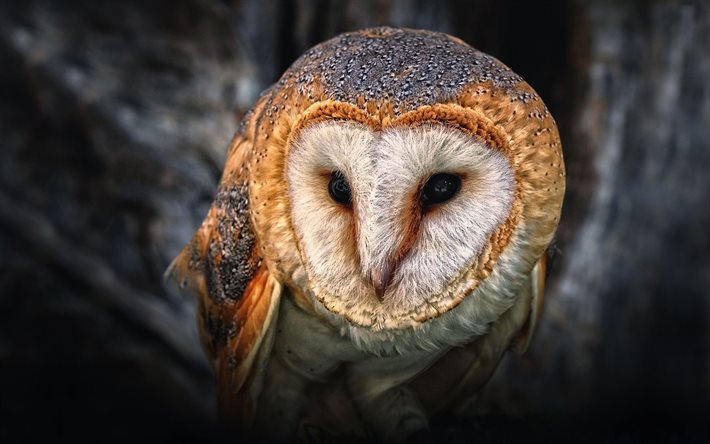 brownowl,bobbybrown download wallpapers a wise bird, beautiful owl, photo of an owl