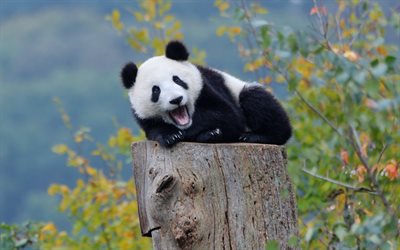 panda, cute bear