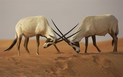 o órix árabe, areias, oryx leucoryx, os chifres de batalha
