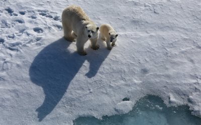 polar bears, photo