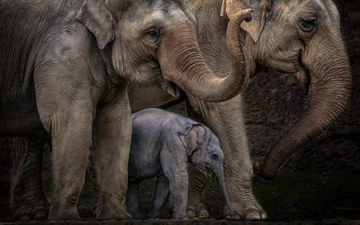 elefant, elefanter, familj av elefanter, den lilla elefanten