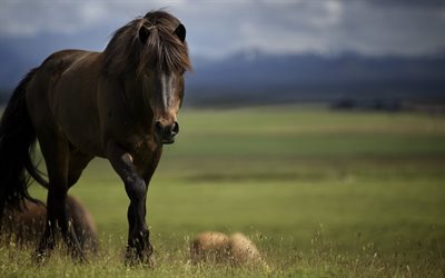 brun häst, vacker häst