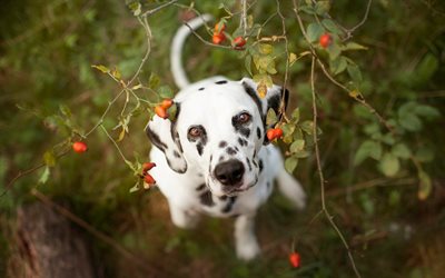 जंगली गुलाब, डेलमेटियन, dalmatians, प्यारा कुत्ता