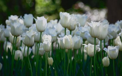 white flowers, white tulips, photo