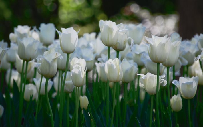 fleurs blanches, blanc tulipes, photo