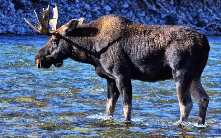 moose, large horns, river, nature