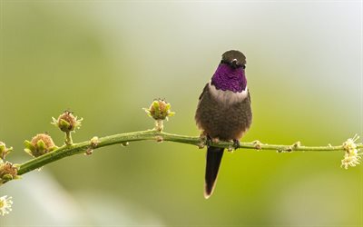 hummingbirds, 아름다운 새들, 특이한류