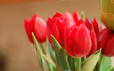 foto de los tulipanes, tulipanes rojos, un ramo de tulipanes