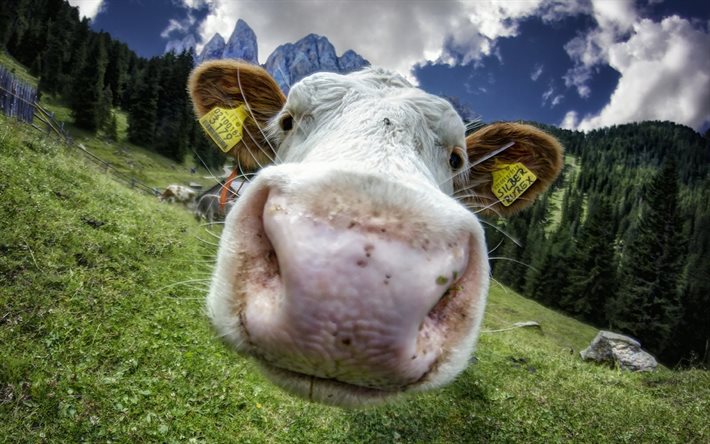 cute cow, cow, mountains, the nose of the cow
