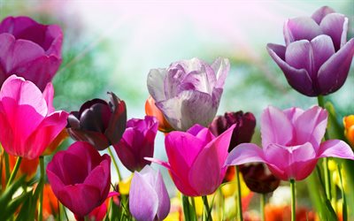 foto, tulipa, tulipas multicoloridas, tulipas roxas