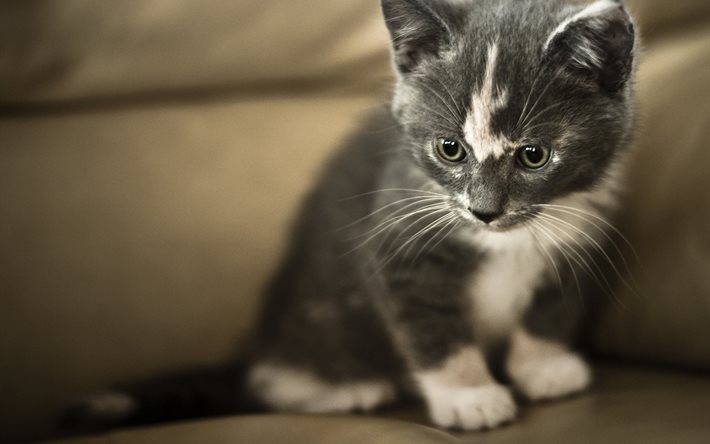 kitten, grey cat, a little kitten