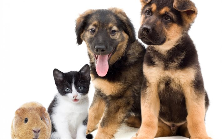 기니피그, 우정, 귀여운 강아지, 귀여운 동물, 새끼 고양이, 코치 닐