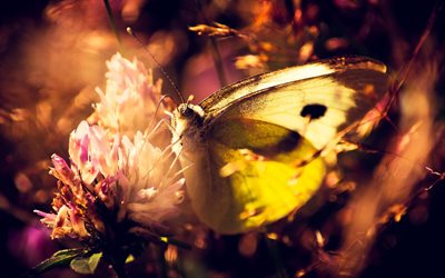 borboleta amarela, foto macro, borboleta, flor