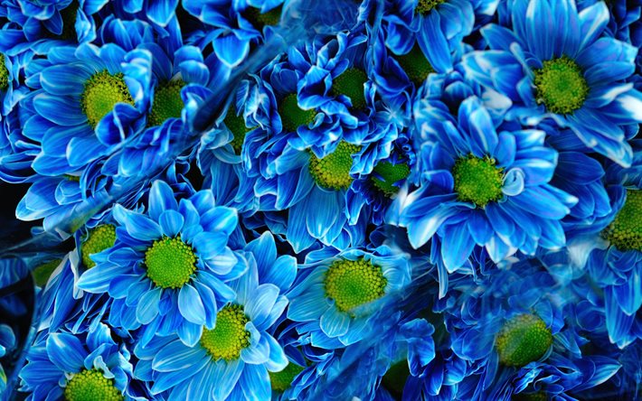 krysantemum, 4k, bukett, golden-daisy, blå blommor