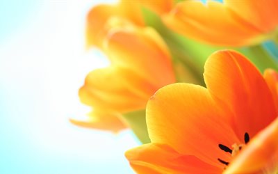 arancione tulipani, 5K, bouquet, close-up, tulipani