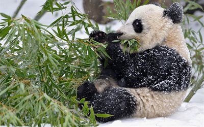 panda, eukalyptus, djurpark, vinter
