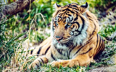 tigre, chat sauvage, faune, tigres, animaux dangereux, tigre sur l'herbe, asie