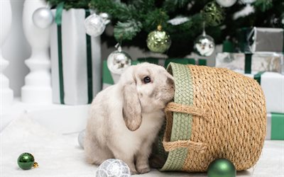 beige rabbit, Happy New Year, cute animals, Christmas, symbol of 2023, rabbit, pets, cute rabbit