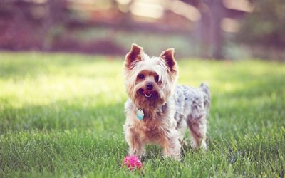 Le Yorkshire Terrier, chiens, pelouse, herbe, yorkie