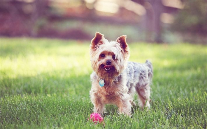Yorkshire Terrier, dogs, lawn, grass, yorkie