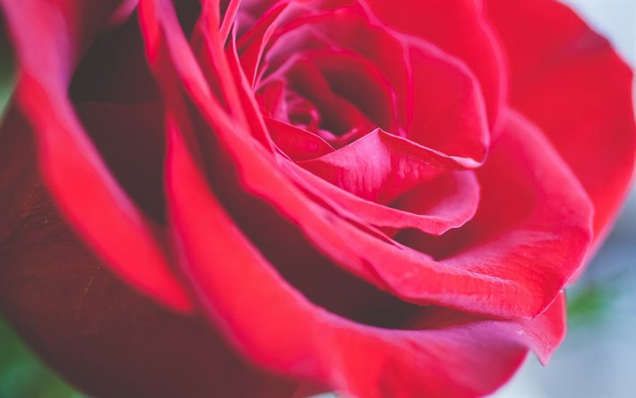 rosa vermelha, pétalas, rosas, close-up, broto