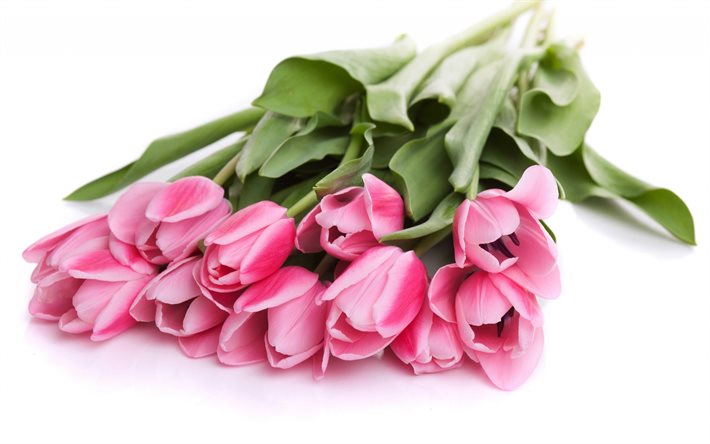 Tulipes roses, fleurs de printemps des tulipes, bouquet de tulipes