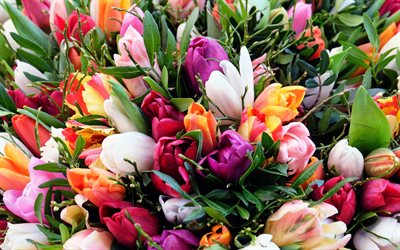 los tulipanes, el ramo, coloridos tulipanes, las yemas