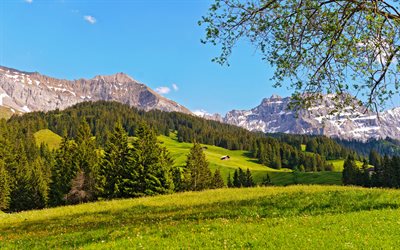 mountains, summer, slopes, forest, Bernese Oberland, Switzerland